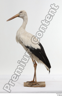 Black stork whole body 0008.jpg